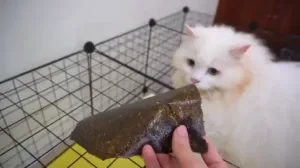 Can Cats Eat Seaweed? 1 Can Cats Eat Seaweed