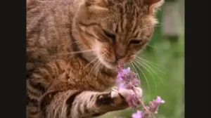 Why Do Cats Love Catnip 3 why do cats love catnip