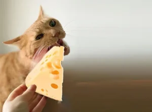 Can Cats Eat Cheese? 2 can cats eat cheese
