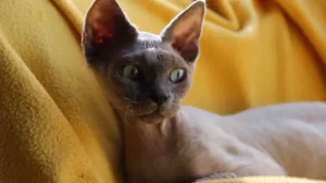 25 Cat Breeds That Don't Shed 1 cat breeds that dont shed