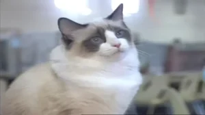 What Are Pedigree, Crossbreed & Moggy Cat Breeds? 2 pedigreed cats