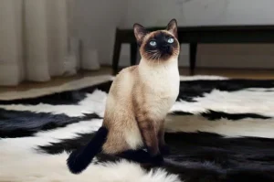 Types Of Siamese Cats 8 types of siamese cats