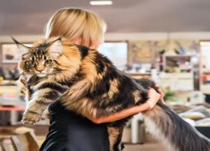 biggest domestic cat breeds