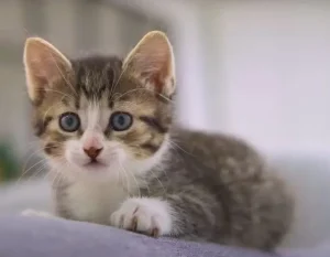 when do cats stop growing?