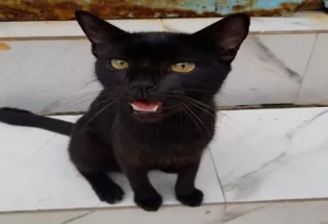 21 Warning Signs Your Cat Is Crying For Help 3 warning signs cat is crying for help