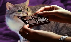 can cats eat chocolate?