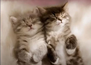 when do kittens calm down