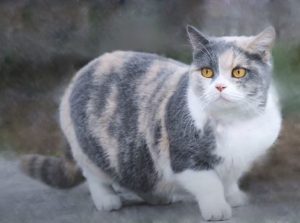 munchkin cat breed
