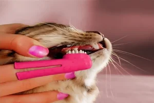 Cat Dental Cleaning 8 cat dental cleaning