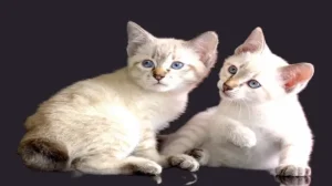 10 Bobtail Cat Breeds 1 bobtail cat breeds