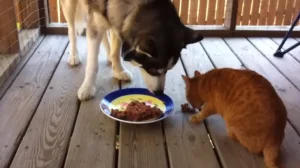 Can Cats Eat Dog Food? 6 can cats eat dog food?