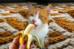 Can Cats Eat Bananas? 3 can cats eat bananas