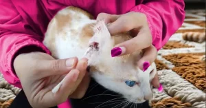 Ear Mites In Cats 4 ear mites in cats