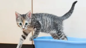 How To Litter Train A Kitten 5 how to litter train a kitten