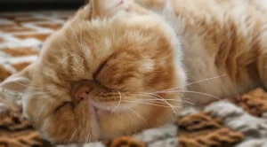 Why Does My Cat Snore? 2 why does my cat snore