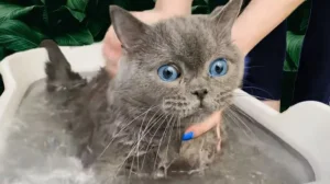 How To Bathe A Cat 7 how to bathe a cat