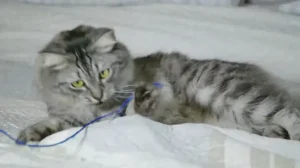 How To Stop Cats From Chewing Cords 4 how to stop cats from chewing cords