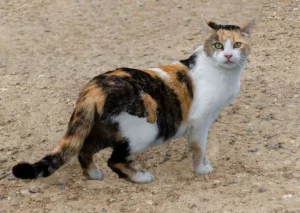 Calico Cats: Everything You Need To Know 2 calico cats