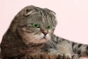 Down Syndrome In Cats: A Vet Explains 1 down syndrome in cats