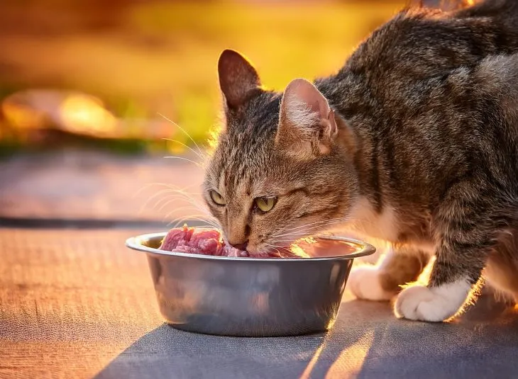 can cats eat raw meat