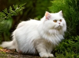 Exotic Longhair Cat Breed: Characteristics & Care Guide 4 exotic longhair