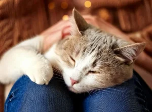 Why Does My Cat Sleep Between My Legs? Top 10 Reasons 5 why does my cat sleep between my legs