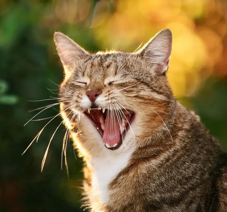 how many teeth do cats have?