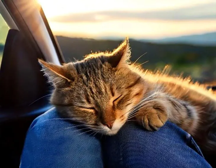 Why Does My Cat Sleep Between My Legs? Top 10 Reasons 2 why cats sleep between your legs