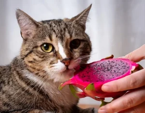 Can Cats Eat Dragon Fruit? Is It Safe For Cats? 2 can cats eat dragon fruit