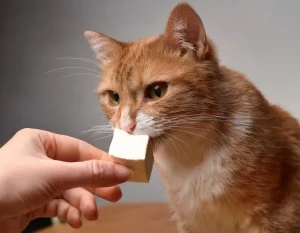 Can Cats Eat Tofu? Is Tofu Safe For Cats? Expert Insights 1 can cats eat tofu