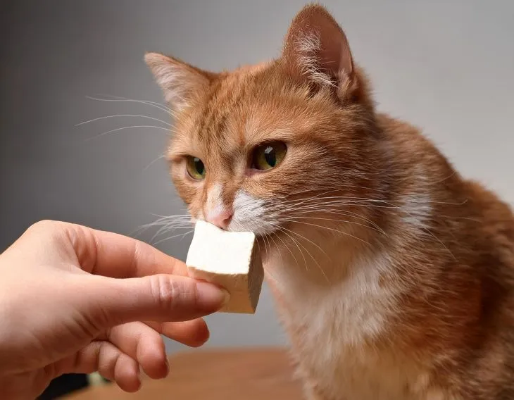 can cats eat tofu