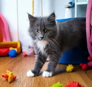 What Is Fever Coat In Kittens? A Vet Explains 3 fever coat in kittens