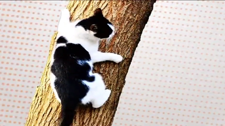 Why Do Cats Get Stuck in Trees? 2 are cats good climbers