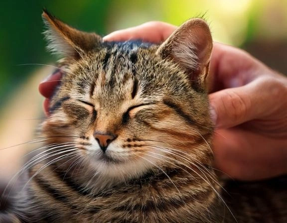 do cats like to be petted