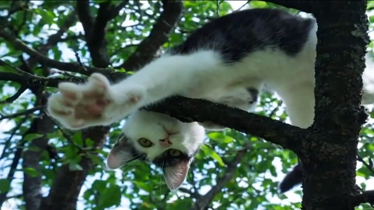 Why Do Cats Get Stuck in Trees? 3 why cant cats get down from trees