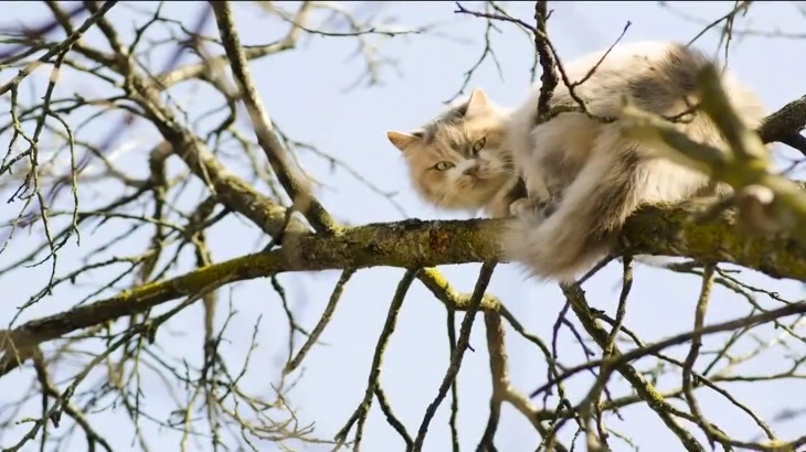 why-cats-cant-get-down-from-trees