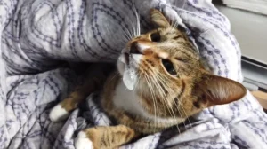 cat throwing up white foam