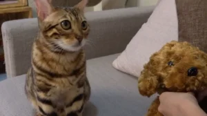 Do Cats Get Jealous? Signs That Your Cat Is Jealous! 3 do cats get jealous