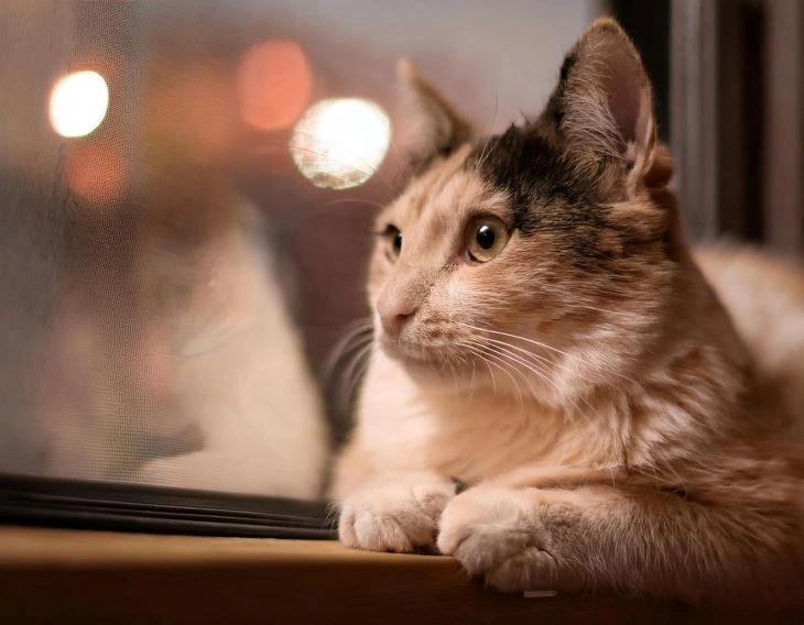 6 Signs Your Cat Is Stressed - How You Can Help 2 causes of stress in cats