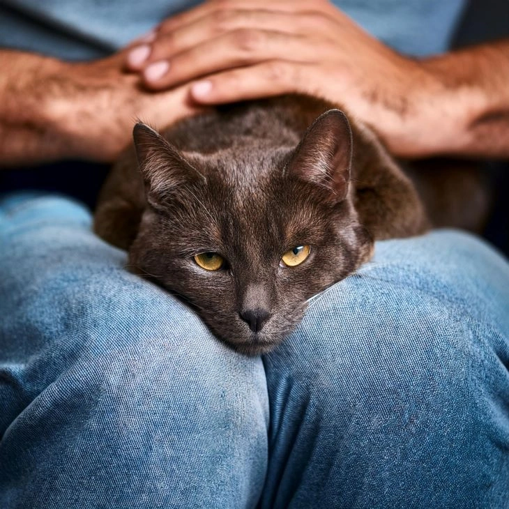 signs your cat is stressed