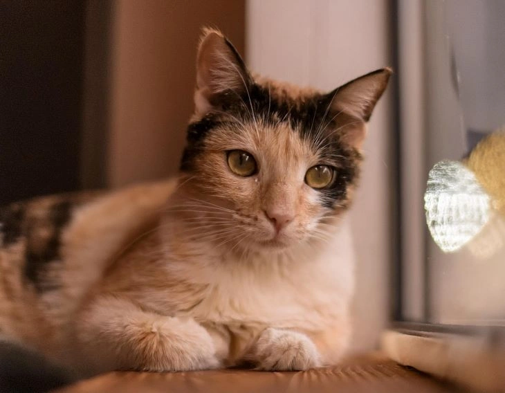 6 Signs Your Cat Is Stressed - How You Can Help 4 how to help a stressed cat