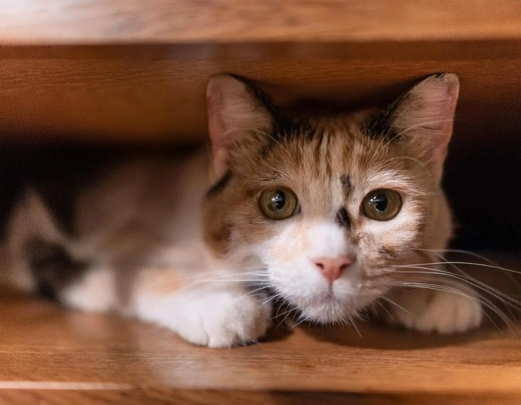 6 Signs Your Cat Is Stressed - How You Can Help 3 recognizing cat stress signs