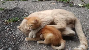 How Soon After Kittens Can A Cat Be Spayed? 6 How Soon After Kittens Can a Cat Be Spayed