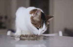 is beef liver good for cats