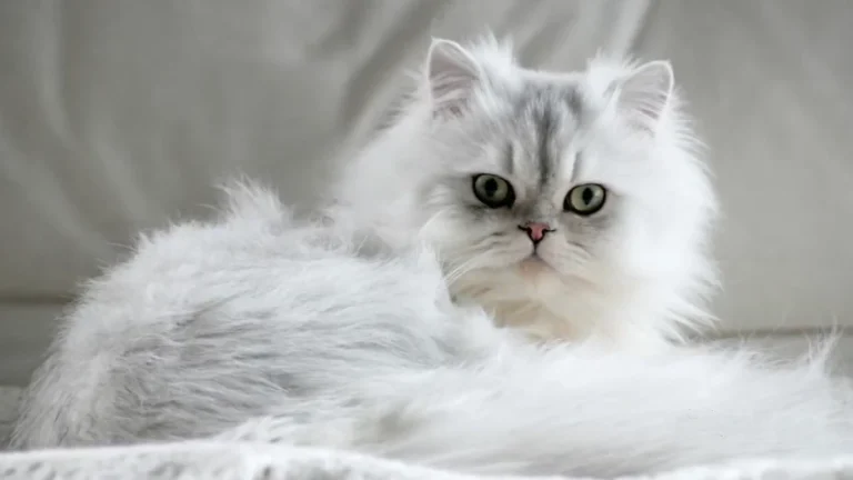 persian cat lifespan