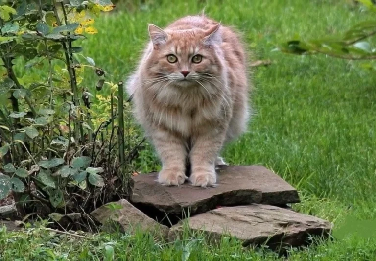siberian cat lifespan