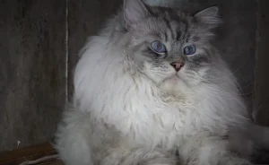 Siberian Cat Size Comparison 21 Siberian cat size comparison