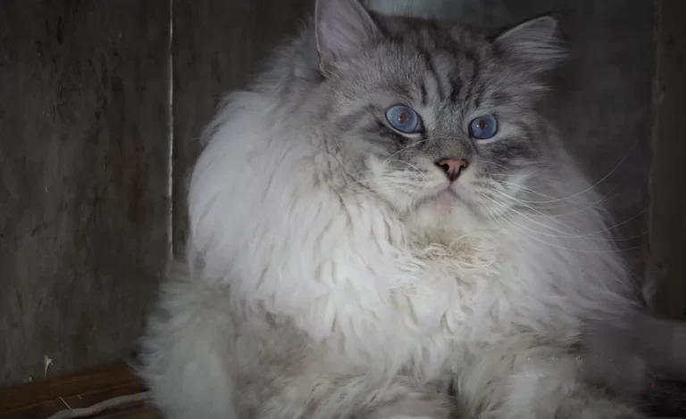 Siberian cat size comparison