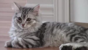 Silver Siberian Cat: All You Should Know 6 silver siberian cat