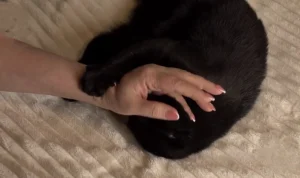 Why Do Cats Scratch When You Pet Them? 11 why do cats scratch